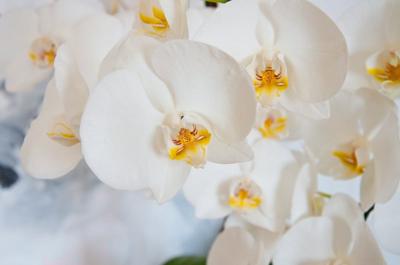 Exotic Orchids