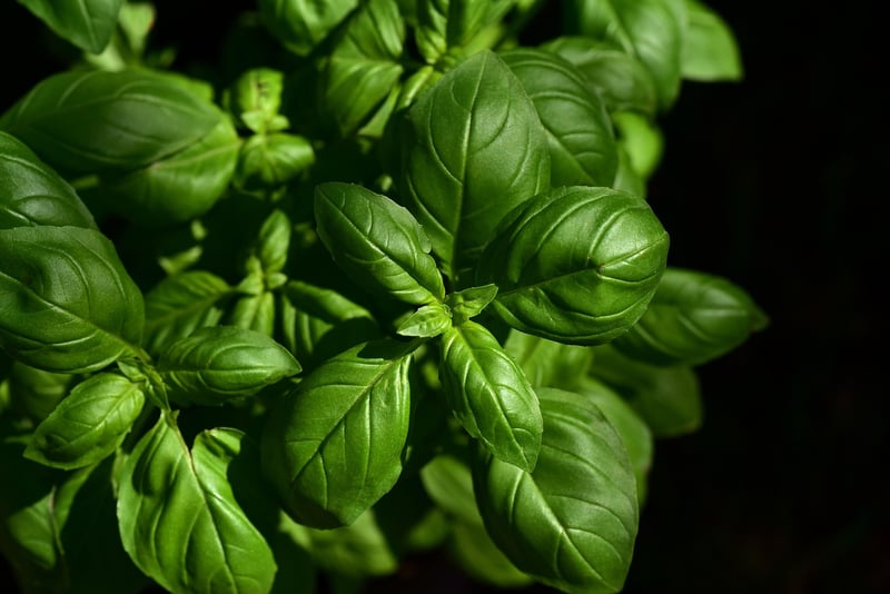 Herb Garden Image