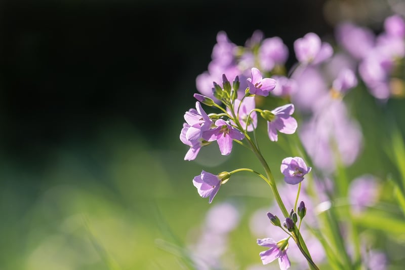 Orchid